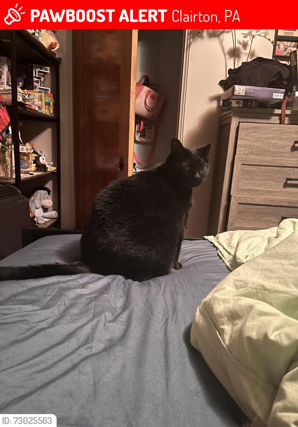 Lost Male Cat last seen Near State Route 885, Clairton PA 15025, Clairton, PA 15025
