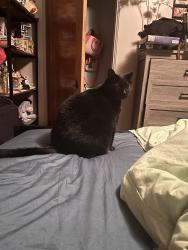 Lost Male Cat last seen Near State Route 885, Clairton PA 15025, Clairton, PA 15025
