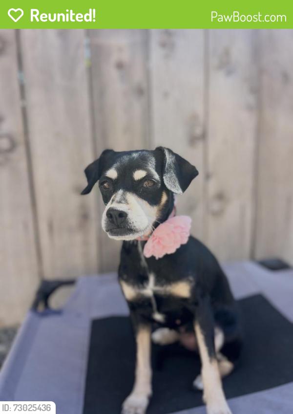 Reunited Female Dog last seen Conrad Ave. and New Haven Rd. In Clairemont, San Diego, CA 92117