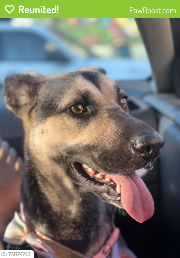 Reunited Female Dog last seen Rimrockrd and Serrano rd, Apple Valley, CA 92307