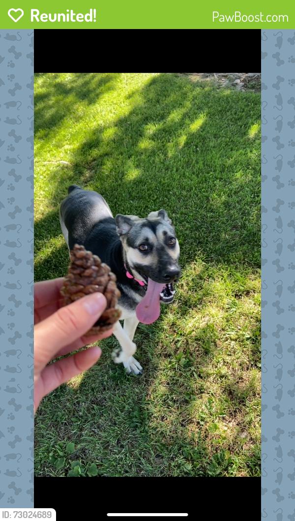 Reunited Female Dog last seen Rimrock rd and Serrano rd , Apple Valley, CA 92307