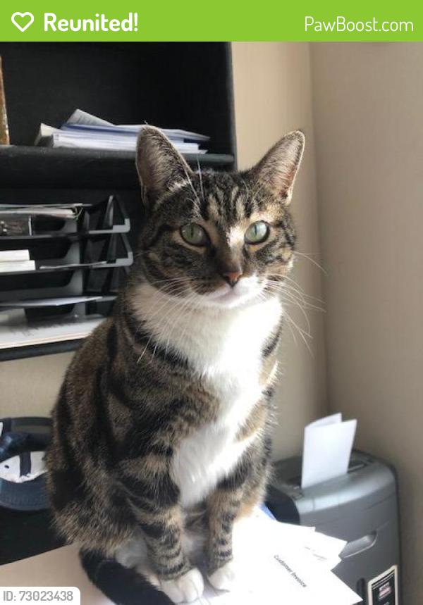 Reunited Female Cat last seen Stephanie/ Misty ct., Rocklin, CA 95765