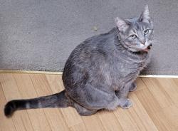 Lost Female Cat last seen Mabel Rd & Sunrise Mountain Ave., 89110, Las Vegas, NV 89110