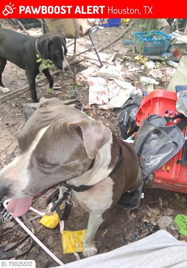 Lost Male Dog last seen Near and west rd, Houston, TX 77038