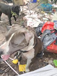 Lost Male Dog last seen Near and west rd, Houston, TX 77038