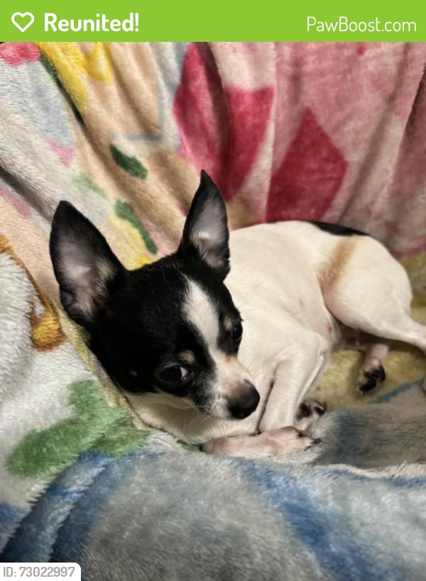 Reunited Female Dog last seen Almira Drive Bremerton, Wa 98310, Bremerton, WA 98310