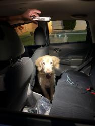 Found/Stray Male Dog last seen Centennial animal hosp, Colorado Springs, CO 80919