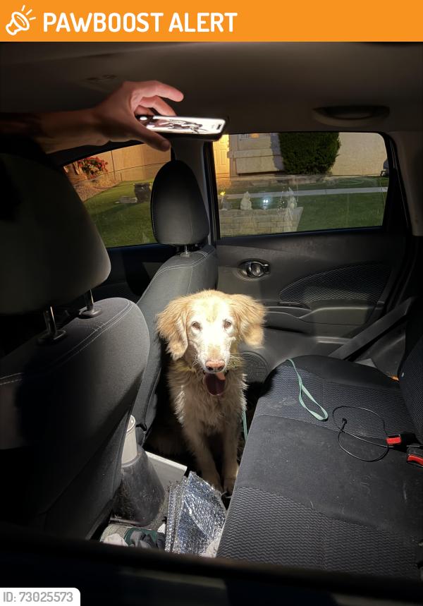 Found/Stray Male Dog last seen Centennial animal hosp, Colorado Springs, CO 80919