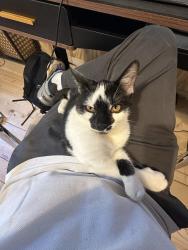 Lost Female Cat last seen Sulpher Springs Rd, Murfreesboro, TN 37129