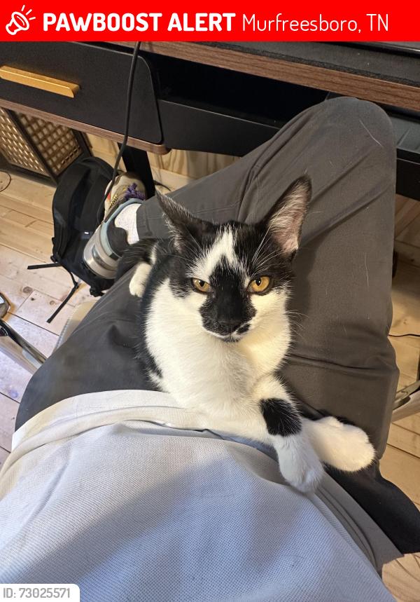 Lost Female Cat last seen Sulpher Springs Rd, Murfreesboro, TN 37129