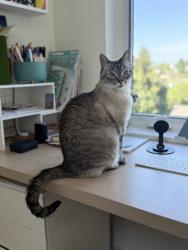 Reunited Female Cat last seen 36th Ave W and W Ruffner St, Seattle, WA 98199