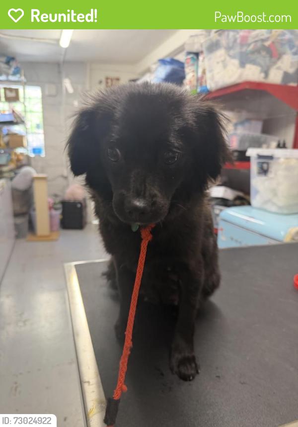Reunited Female Dog last seen Packard and Masselin , Los Angeles, CA 90019