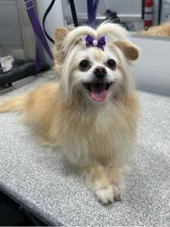 Lost Female Dog last seen Near Pecos St, Lewisville, TX 75077, Lewisville, TX 75077