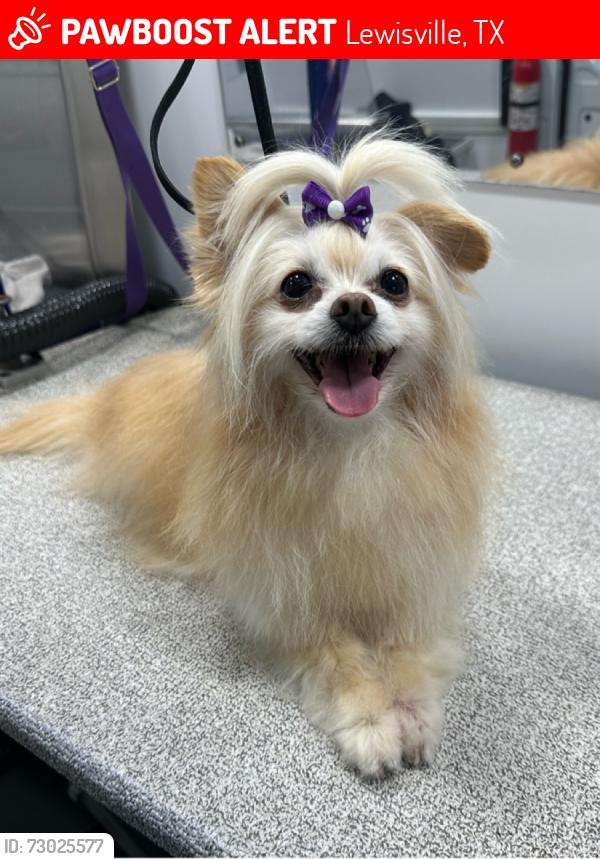 Lost Female Dog last seen Near Pecos St, Lewisville, TX 75077, Lewisville, TX 75077