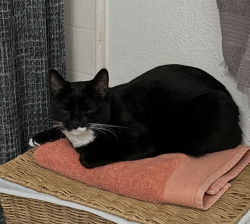 Lost Male Cat last seen Tilton dr and Beringer Rd, Quartz Hill, CA 93551