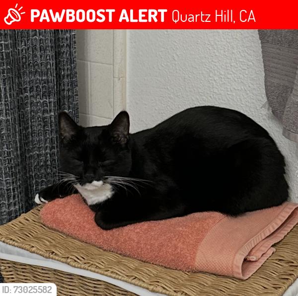 Lost Male Cat last seen Tilton dr and Beringer Rd, Quartz Hill, CA 93551