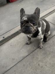 Found/Stray Male Dog last seen Maple and Whittier, Montebello, Montebello, CA 90640