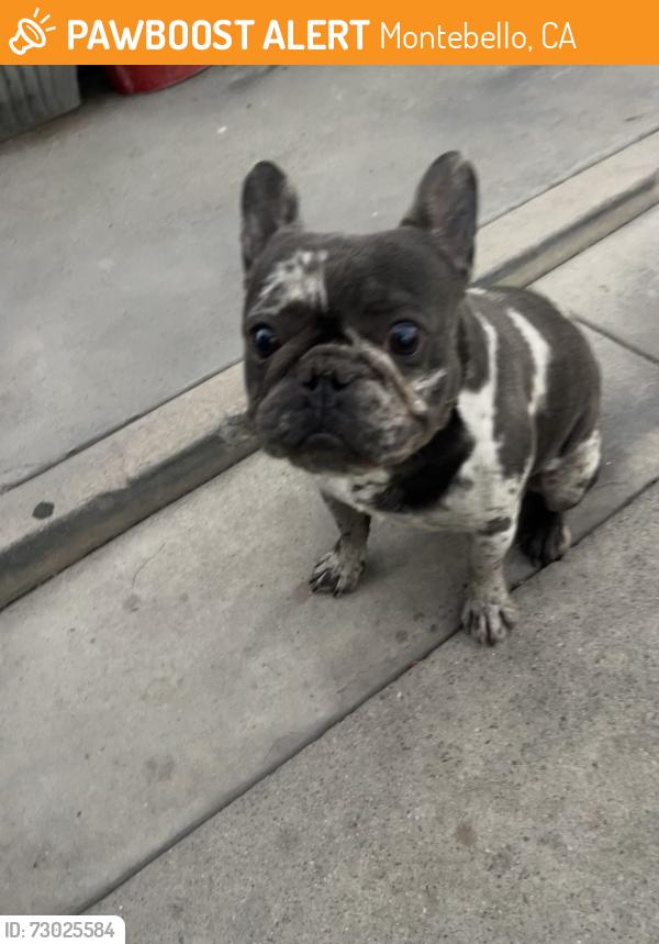 Found/Stray Male Dog last seen Maple and Whittier, Montebello, Montebello, CA 90640