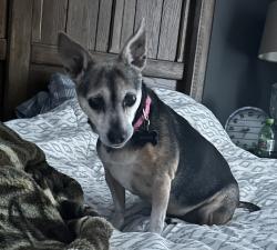 Reunited Female Dog last seen 71st street and 73rd street , Oak Island, NC 28465