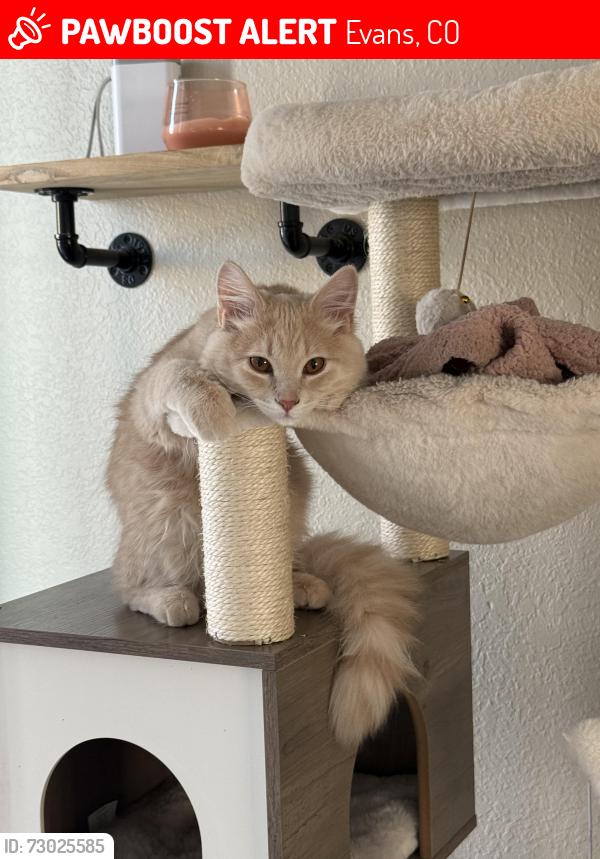 Lost Male Cat last seen 34th St. and 15th Ave., Evans, CO 80620