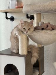 Lost Male Cat last seen 34th St. and 15th Ave., Evans, CO 80620