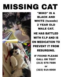 Lost Male Cat last seen Near 8th&Rosalind Wyvernwood apmts, Los Angeles, CA 90023