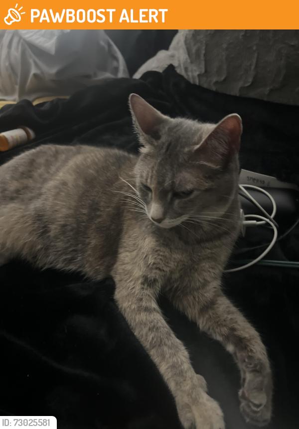 Found/Stray Female Cat last seen Mockingbird Lane, Downers Grove Township, IL 60527
