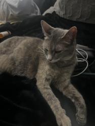 Found/Stray Female Cat last seen Mockingbird Lane, Downers Grove Township, IL 60527