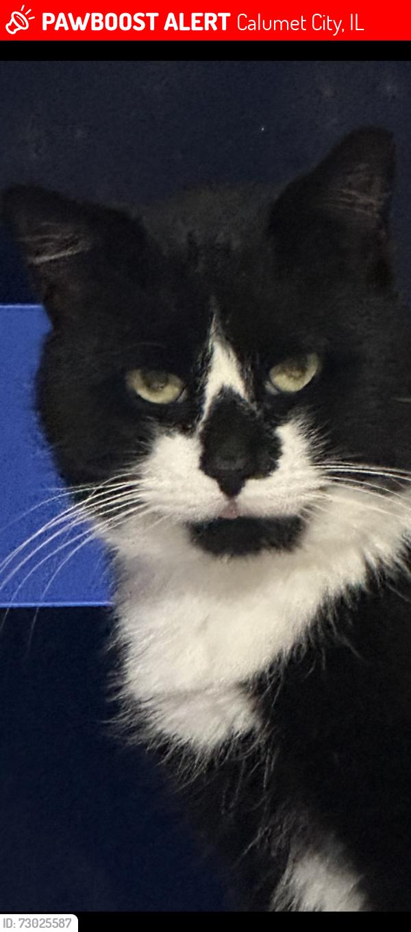 Lost Male Cat last seen Marquette and manistee, Calumet City, IL 60409