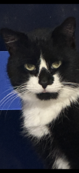Lost Male Cat last seen Marquette and manistee, Calumet City, IL 60409