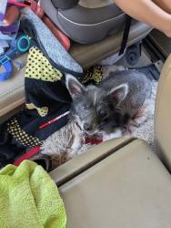 Lost Male Dog last seen Hogansville rd, Hogansville, GA 30230