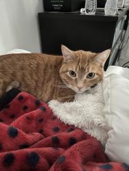 Reunited Male Cat last seen Dahle Dr, West Jordan, UT 84084, USA, West Jordan, UT 84084