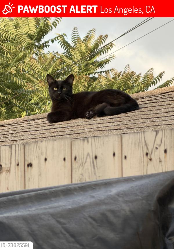 Lost Male Cat last seen Lanzit Ave, Los Angeles, CA 90059
