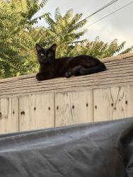 Lost Male Cat last seen Lanzit Ave, Los Angeles, CA 90059