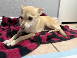 Found/Stray Female Dog last seen Jefferson Elementary School, Hawthorne, CA 90250