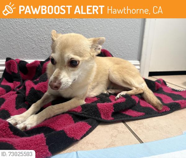 Found/Stray Female Dog last seen Jefferson Elementary School, Hawthorne, CA 90250