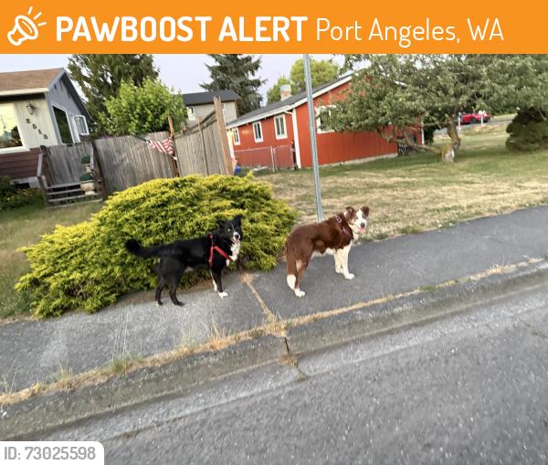 Found/Stray Unknown Dog last seen Park Ave and Lincoln st, Port Angeles, WA 98362