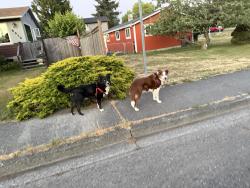 Found/Stray Unknown Dog last seen Park Ave and Lincoln st, Port Angeles, WA 98362