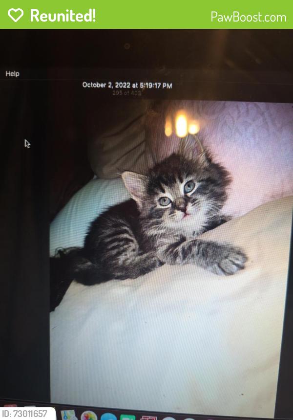 Reunited Female Cat last seen Nevada drive, Kulpmont, PA 17834