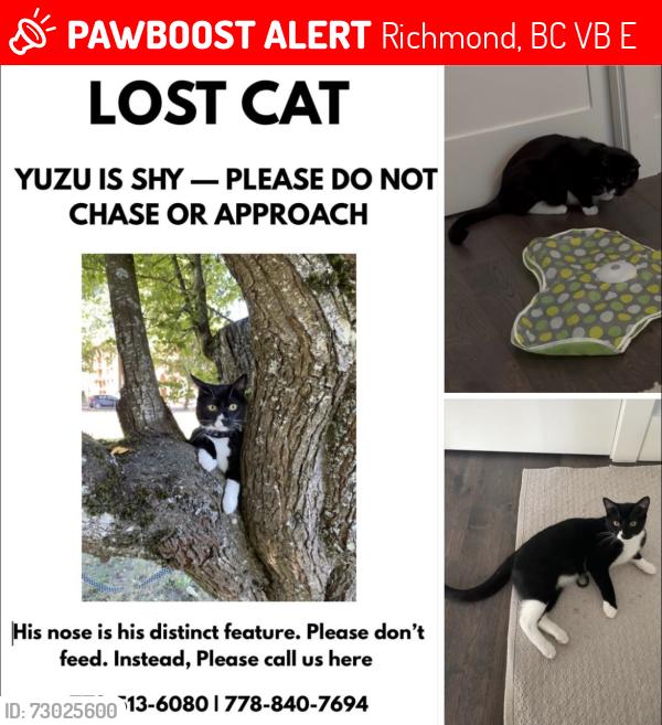 Lost Male Cat last seen Park in burkeville , Richmond, BC V7B 1E4