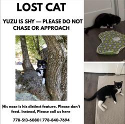 Lost Male Cat last seen Park in burkeville , Richmond, BC V7B 1E4