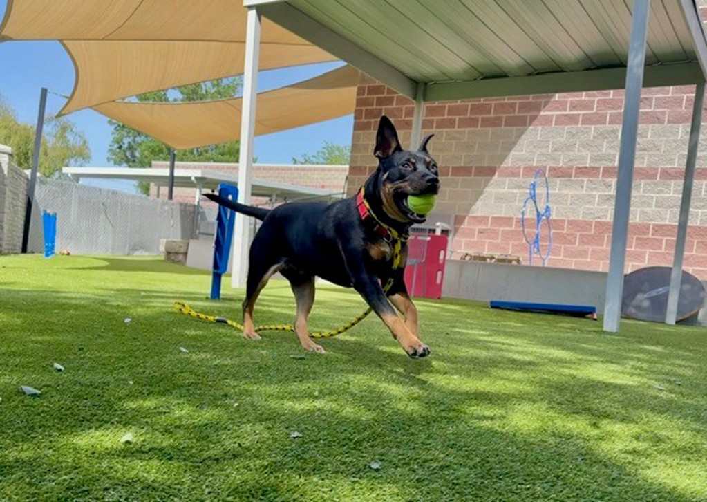 Shelter Stray Female Dog last seen E S, SALT LAKE CITY, UT, 84111, 511 W 3900 S, Salt Lake City, UT 84123, USA