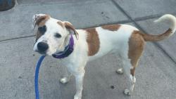 Shelter Stray Male Dog last seen Near Laconia Avenue, BRONX, NY, 10466, 326 E 110th St, New York, NY 10029, USA