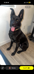 Lost Male Dog last seen Robert’s & Oakgrove, Muskegon, MI 49442