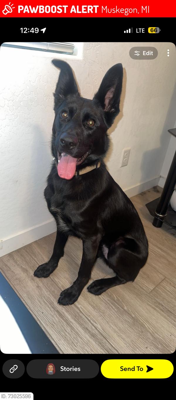 Lost Male Dog last seen Robert’s & Oakgrove, Muskegon, MI 49442