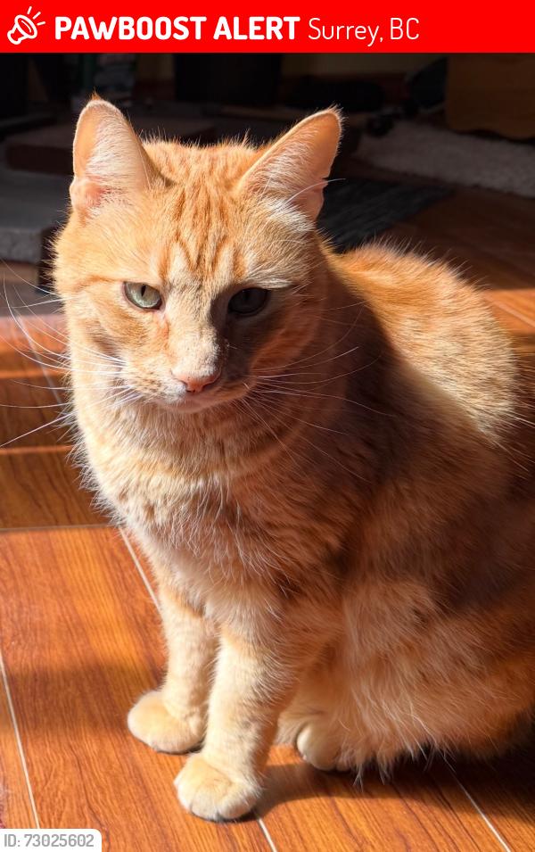 Lost Male Cat last seen Near St & 65 Ave, Surrey, BC 