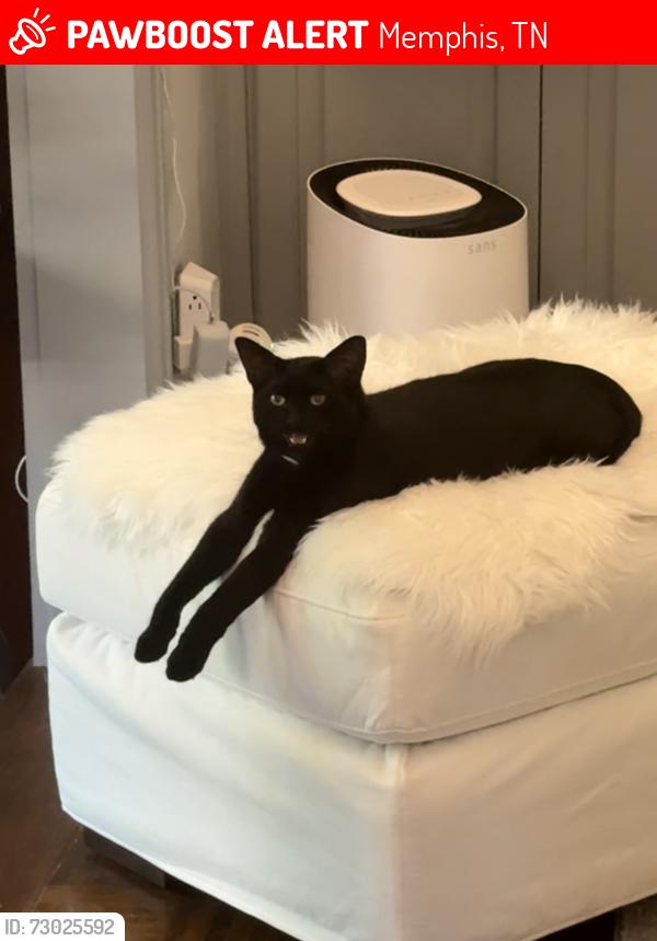 Lost Male Cat last seen Perkins Extended and Normandi, Memphis, TN 38117
