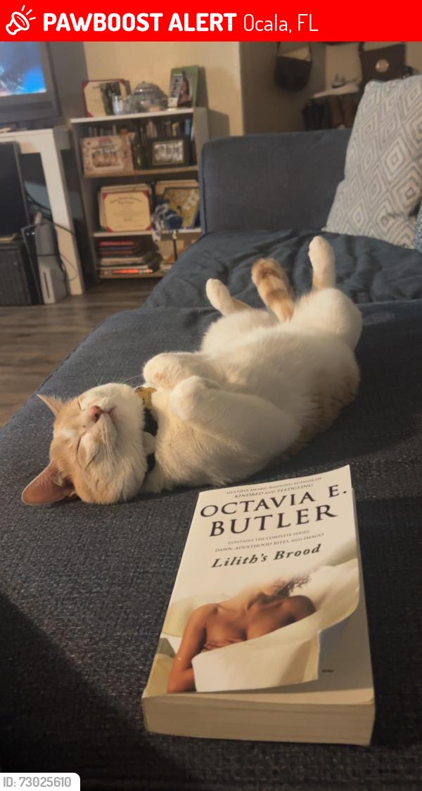 Lost Male Cat last seen Downtown ocala , Ocala, FL 34471