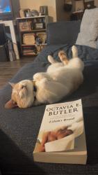 Lost Male Cat last seen Downtown ocala , Ocala, FL 34471