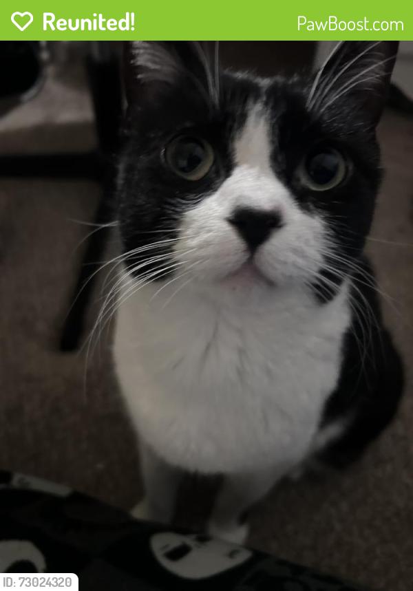 Reunited Male Cat last seen Folsom and valmont, Boulder, CO 80304